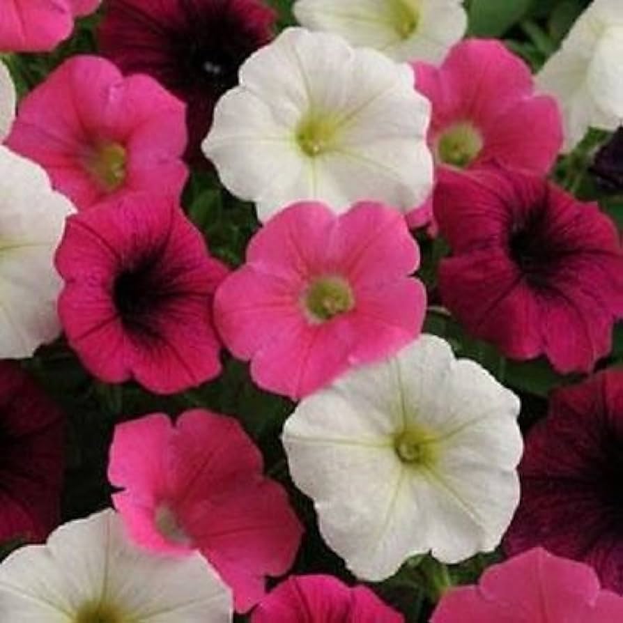 Petunia (flower Petunia hybrida Shock Wave Volt Mix pelleted) for planting in garden